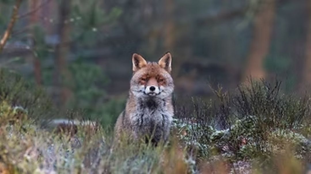 Afbeelding bij ‘Jubileumprogramma Rien Mouw & Samenzang o.l.v. Arthur de Jong’