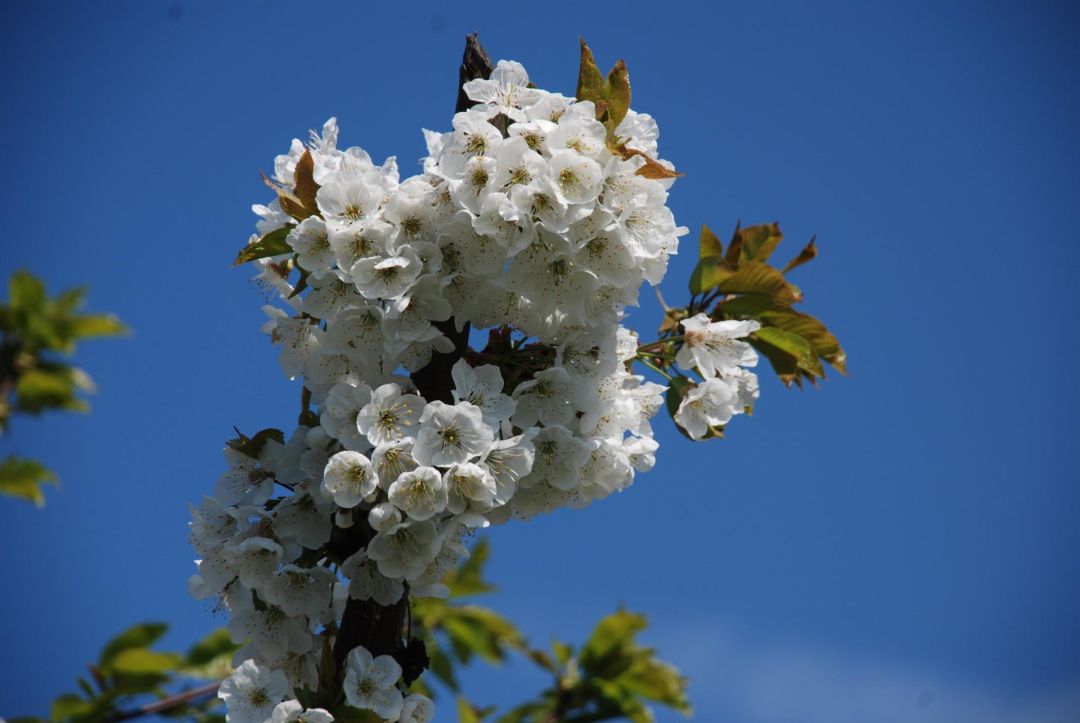 Afbeelding bij ‘Betuwse Lentetocht’